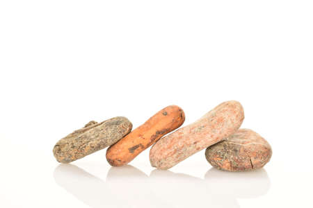 Organic, natural cocoa beans, close-up, on a white background.の写真素材