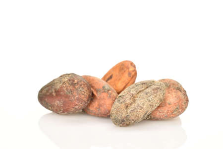Organic, natural cocoa beans, close-up, on a white background.の写真素材