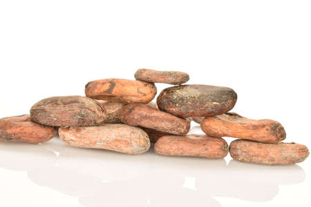 Organic, natural cocoa beans, close-up, on a white background.の写真素材