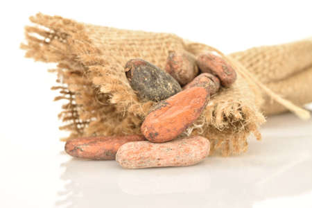 Organic, natural cocoa beans, close-up, on a white background.の写真素材