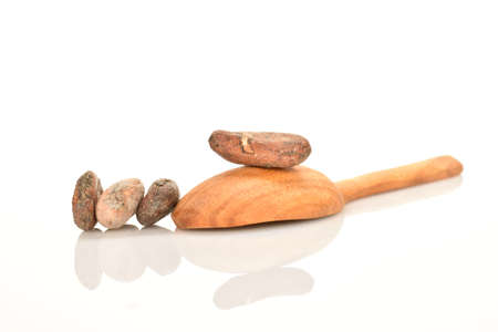 Organic, natural cocoa beans, close-up, on a white background.の写真素材