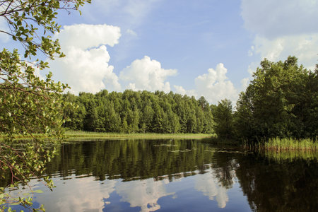Forest Lake