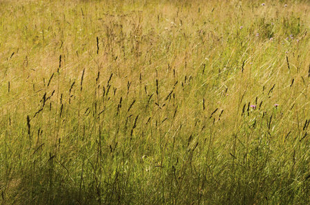 Natural background consisting of grass on the field