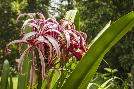 Tropical flowers from Yucatan peninsula, Mexicoの写真素材