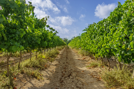 Vine yard in Ta' Qali, Maltaの写真素材