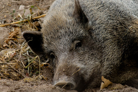 Tired boar resting in a warm day, Italy