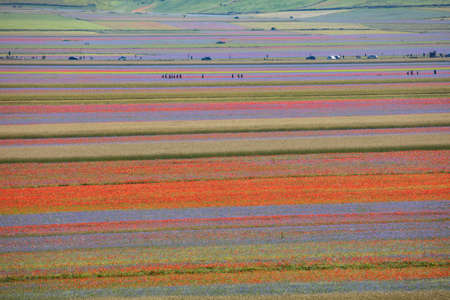 Castelluccio di Norcia, Italy - July 2020: lentil fields floweringの写真素材