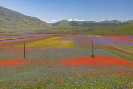 Castelluccio di Norcia, Italy - July 2020: lentil fields floweringの写真素材