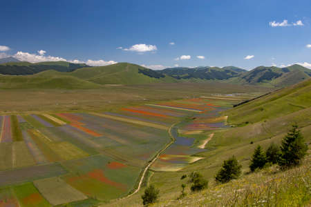 Castelluccio di Norcia, Italy - July 2020: lentil fields floweringの写真素材