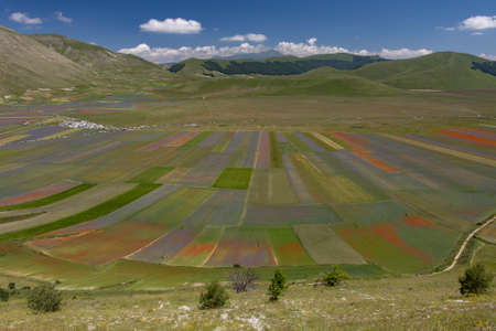Castelluccio di Norcia, Italy - July 2020: lentil fields floweringの写真素材