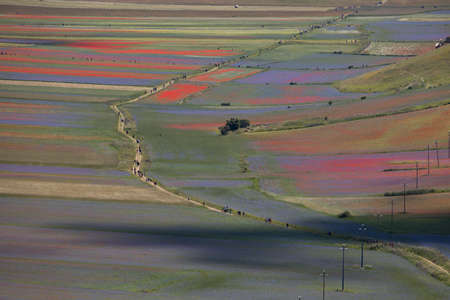 Castelluccio di Norcia, Italy - July 2020: lentil fields floweringの写真素材