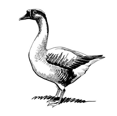 Goose sketchの写真素材