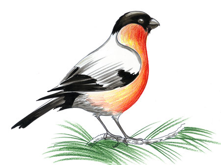 Red robinの写真素材