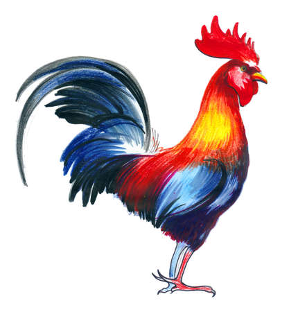 Rooster sketchの写真素材