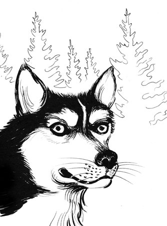 Husky dog. Ink black and white drawing