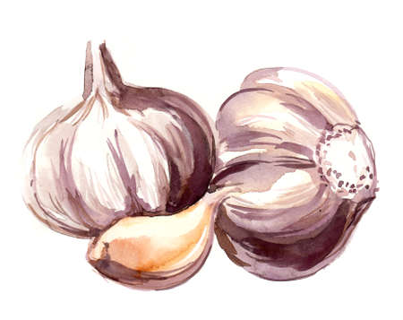 Watercolor sketch of a garlicの写真素材