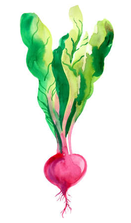 Watercolor radish vegetableの写真素材