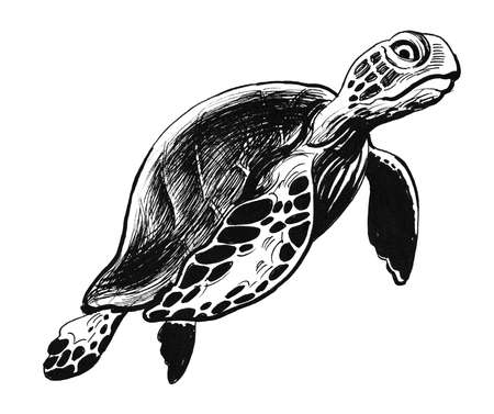 Se turtle. Ink and watercolor illustrationの写真素材