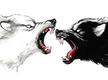 White and black wolfs fightingの写真素材