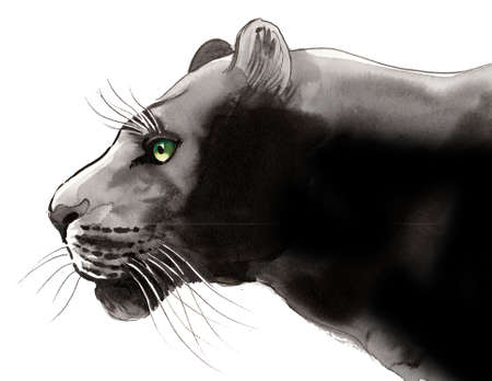 Black panther illustration. Ink and  illustrationの写真素材