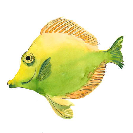 Yellow green tropical fish. Watercolor paintingの写真素材