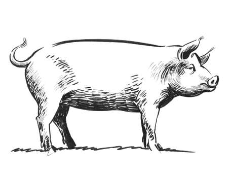 Big pig animal. Ink black and white illustrationの写真素材
