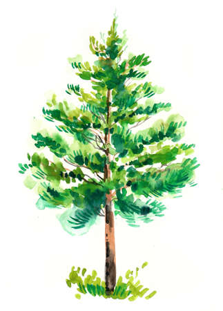 pine tree on white backgroundの写真素材