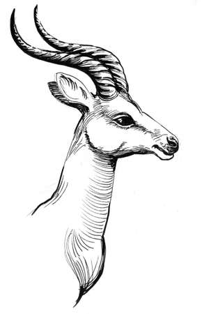 head of an African antelope. Ink black and white drawingの写真素材