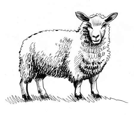 Standing sheep. Ink black and white drawingの写真素材