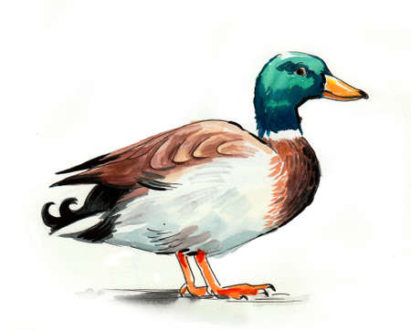 Malard duck. Ink and watercolor drawingの写真素材