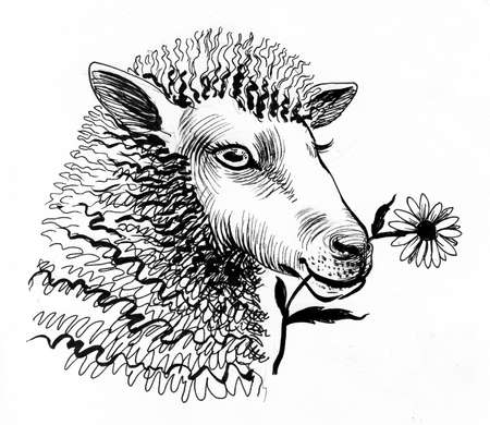 Sheep chewing a flower. Ink black and white drawingの写真素材