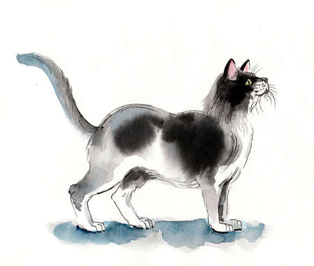 Standing cat. Ink and watercolor drawingの写真素材