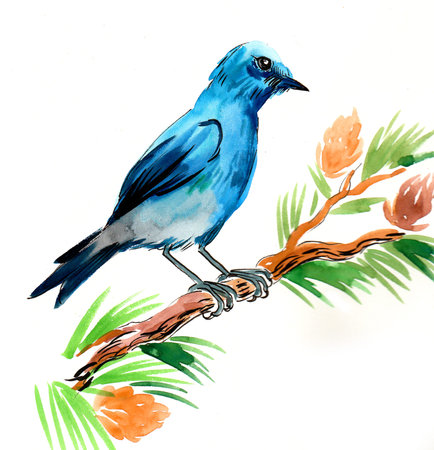 Blue bird on a pine tree. Ink and watercolor illustrationの写真素材