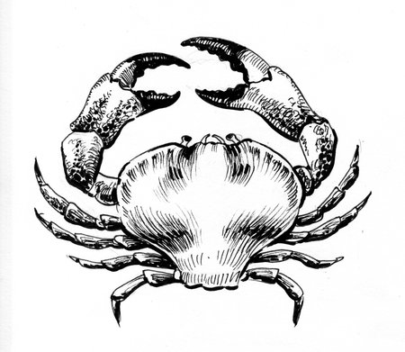Sea crab. Ink black and white drawingの写真素材