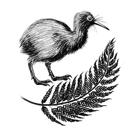 Kiwi bird and fern leaves. Ink black and white drawingの写真素材