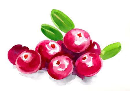 Bunch of cranberries. Watercolor paintingの写真素材