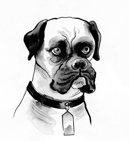 Bull dog head. Ink and watercolor illustrationの写真素材