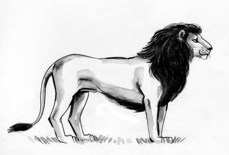Standing African lion. Ink black and white drawingの写真素材