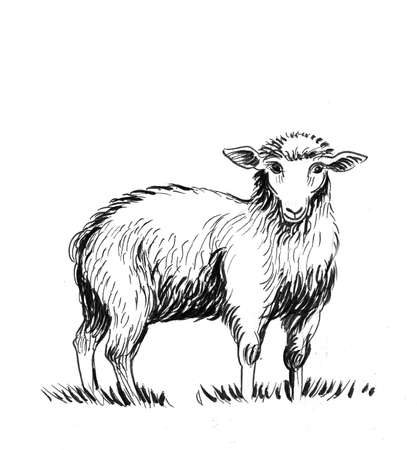 Standing sheep. Ink black and white drawingの写真素材
