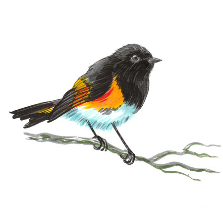 Pretty bird sitting on a tree branch. Ink and watercolor drawing