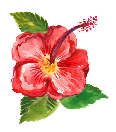 Red hibiscus flower with green leaves. Watercolor paintingの写真素材