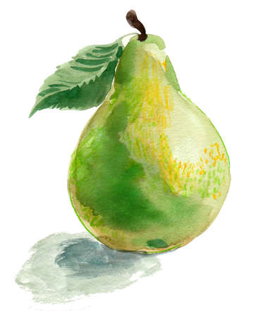 Green pear fruit. Ink and watercolor drawingの写真素材