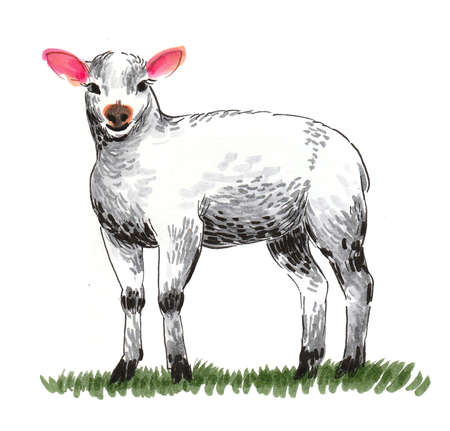 Cute baby sheep. Ink and watercolor drawingの写真素材