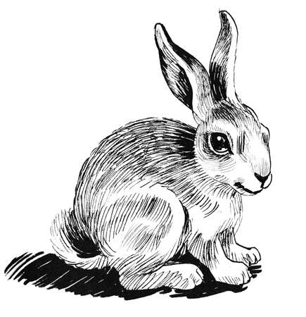 Cute baby hare. Ink black and white drawingの写真素材
