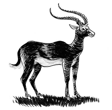 Standing antelope. Ink black and white drawingの写真素材