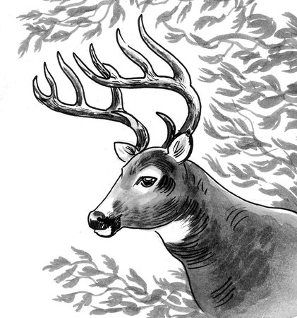 Deer stag animal and tree branches. Ink black and white drawingの写真素材