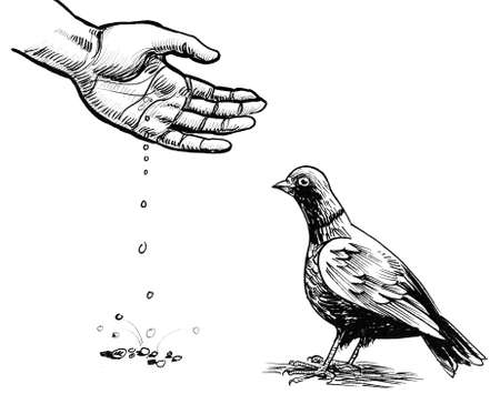 Hand feeding pigeon. Ink black and white drawingの写真素材