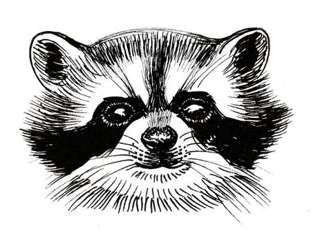 Raccoon head. Ink black and white drawingの写真素材