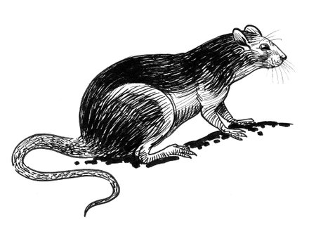Rat animal. Ink black and white drawingの写真素材