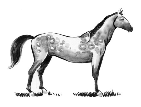 Beautiful standing horse. Ink and watercolor drawingの写真素材